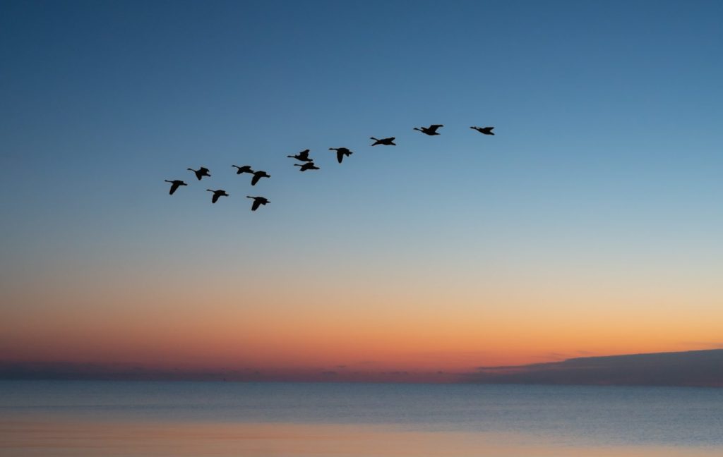 Birds migrating across a larege body of water